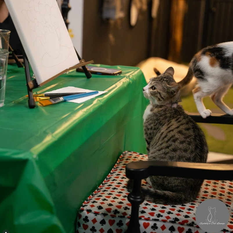 Sydney's Cat Lounge