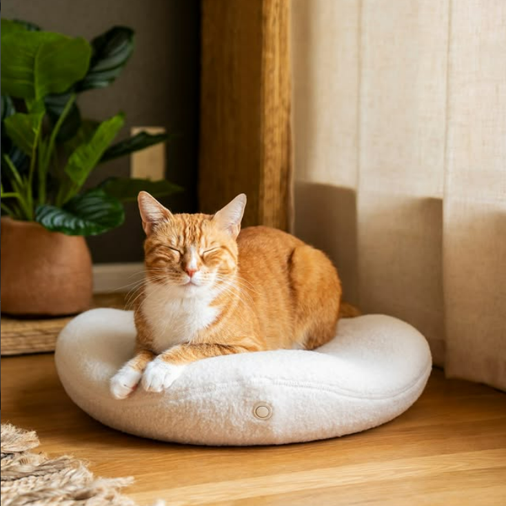 Knead Cats
